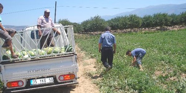 Ödemiş'in karpuzu tezgahlarda yerini aldı