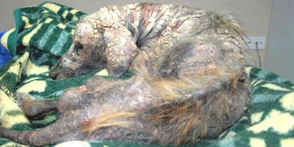 Ölümü bekleyen köpeğe hayvanseverler sahip çıktı