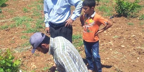 Gercüş'te 'ağustos böceği' istilası