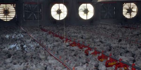 Bu tavuklar klimayla serinliyor