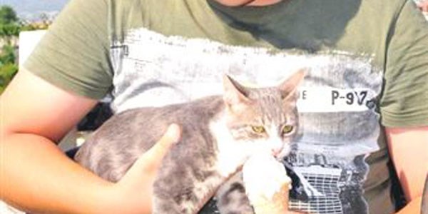 Sıcaktan bunalan kediye dondurma