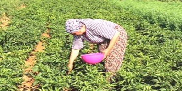150 yıldır aynı tohumla biber üretiyorlar