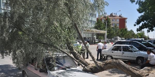 Park halindeki otomobilin üzerine ağaç devrildi