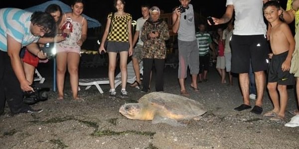 Caretta carettalar yumurtlamak iin al plaj'nda