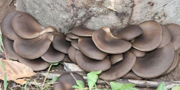 Rize'de çaya alternatif, kayın mantarı