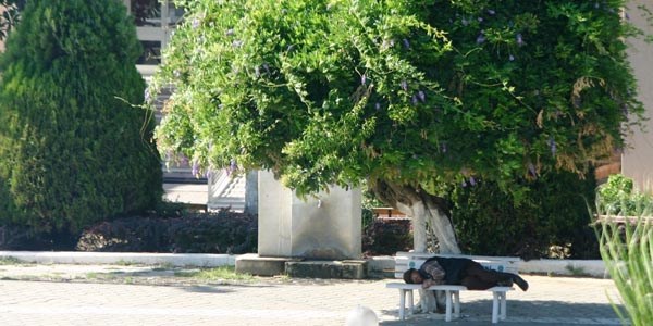 Sıcaklar kavuruyor, çare ağaç gölgesi