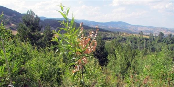 Kestane ormanları hayat buluyor