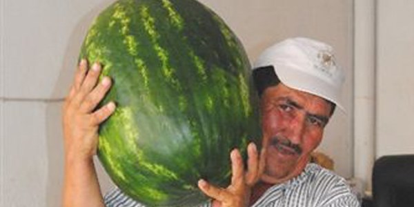 Ödemiş'te 35 kiloluk dev karpuz herkesi şaşırttı