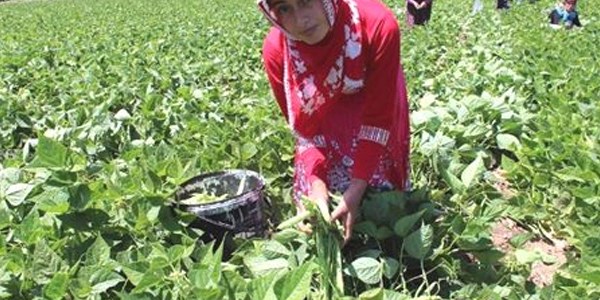 Gevaş'ta mevsimin ilk fasulyesi toplantı