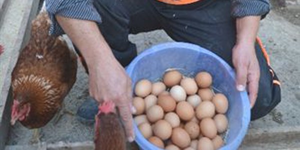 Avrupa'dan döndü, köy tavukçuluğuna başladı
