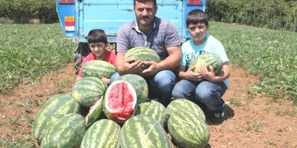 Trabzon'da denize sıfır karpuz tarlası