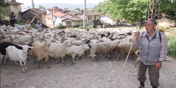 Bursa'da imece usulü çobanlık
