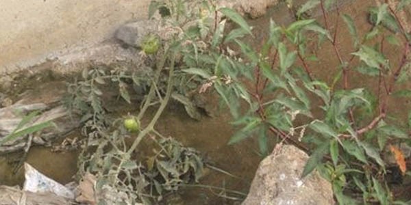 Betonla kaplanmış dere yatağında çöpler arasında yetişen domates şaşırttı