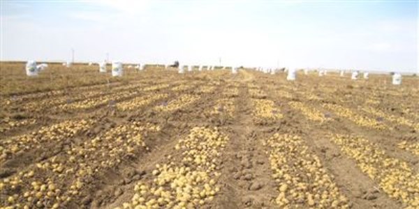 Niğde'de 500 bin çeşit patates tohumu üretildi