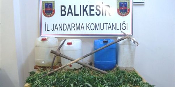 Kenevirleri tarlada sularken yakalandılar