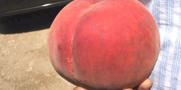 910 Gramlık Şeftali Yetiştirdi