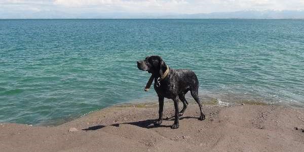Cankurtaran köpekler işbaşında