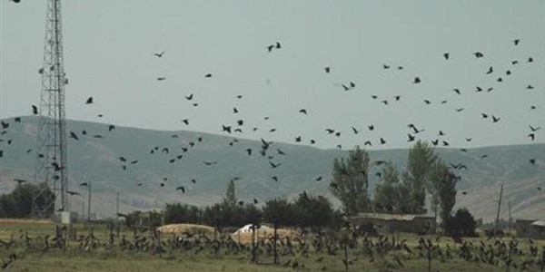 Muş Ovası'nda 'karga' nöbeti