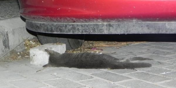 10 kediyi fare zehirli kıymayla telef ettiler