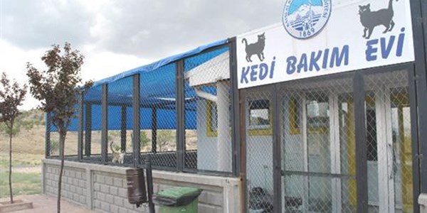 Büyükşehir belediyesi kedileri de düşündü
