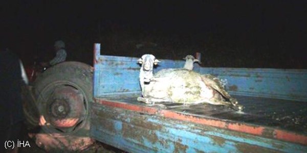 Kazada ölen koyunlarının başında dakikalarca ağladı