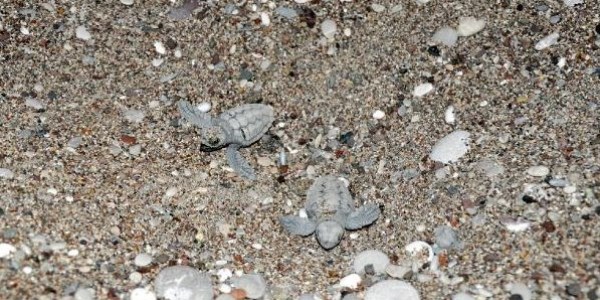 Caretta carettalar denizle buluştu