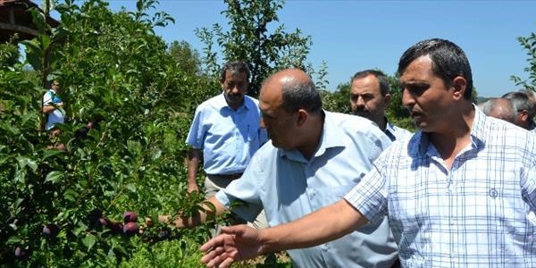 Kaymakam Ünal, 3 yıl önce geldiğinde diktirdiği eriklerin giderken hasadını yaptı