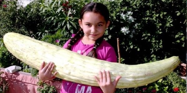 Sarıgöl'de devasa acur