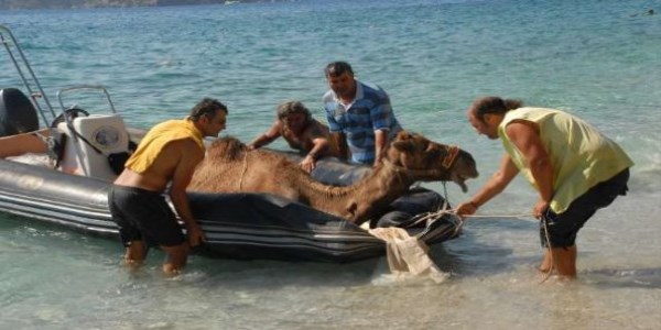 Firar eden deve böyle kurtarıldı