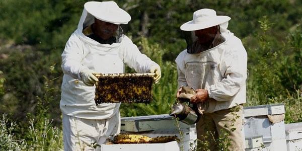 Bal reticileri, yeni sezona umutlu girmiyor