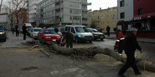 Edirne'de çay bahçesinde kavak ağacı devrildi: 1 ölü,13 yaralı