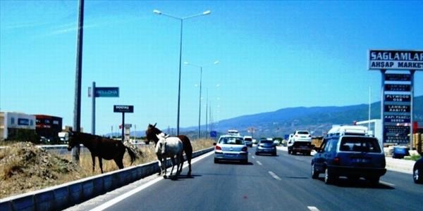 Edremit'te başıboş atlar sürücülere zor anlar yaşatıyor