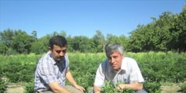 Malatya'da Pepinodan iyi verim alındı
