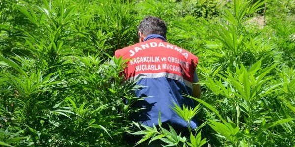 Hazine arazisine ekilmiş 16 bin kök kenevir ele geçirildi