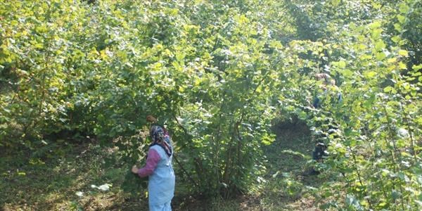 Ereğli'de fındık sezonu başladı
