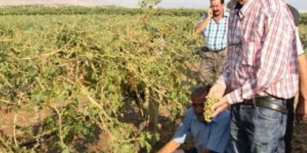Alaşehir'deki fırtınada 3 bin dekarlık üzüm bağı zarar gördü