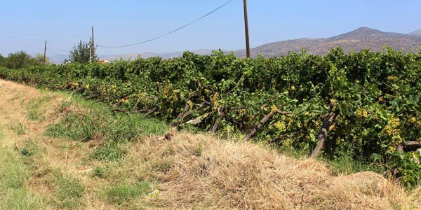 Alaşehir'de zarar tespiti başladı