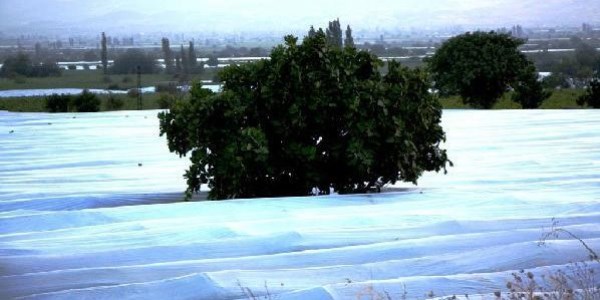 Sarıgöl Ovası beyaza büründü