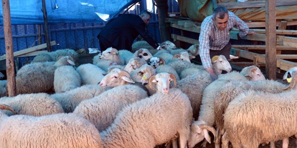 Kurban Bayramı için hayvan ithalatı yok