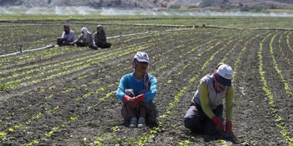 Tarımda istihdam 225 bin kişi arttı