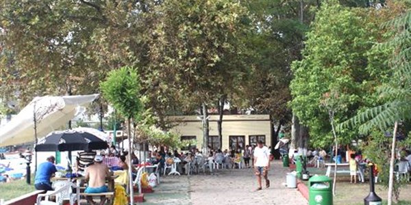Kapuz plajındaki yaşlı ağaçlar vatandaşlara zor anlar yaşatıyor