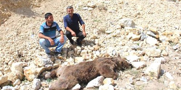 Boz ayıyı vurdular