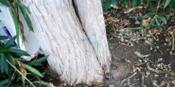 Mudanyalılar asırlık ağaçların kurutulmasına tepkili