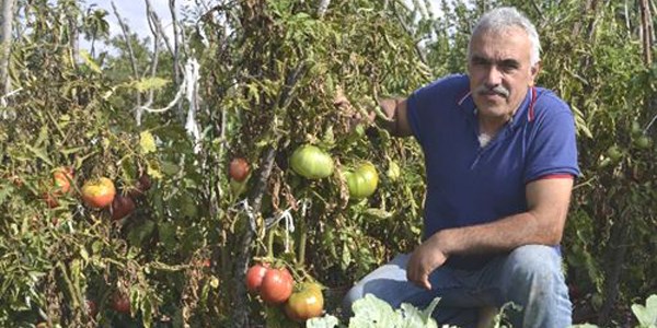 Kiloluk pembe domatesler yetiştirdi