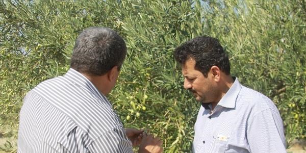 Dolu, bağ ve zeytinlere zarar verdi