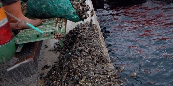 Çanakkale'de yaklaşık 1 ton kaçak midye ele geçirildi