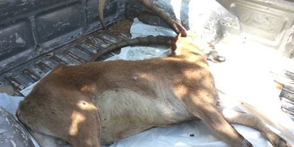 8 dağ keçisi ormanda ölü bulundu