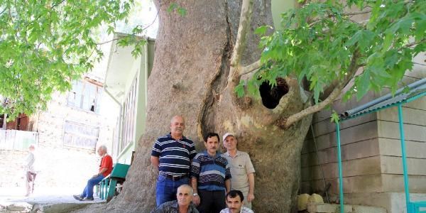 Yıllara meydan okuyan koca çınar