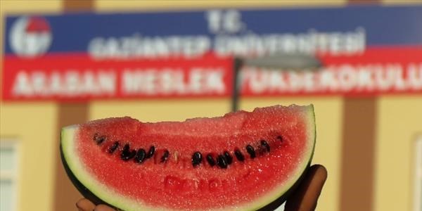 Araban karpuzu yıllar sonra yeniden üretilecek