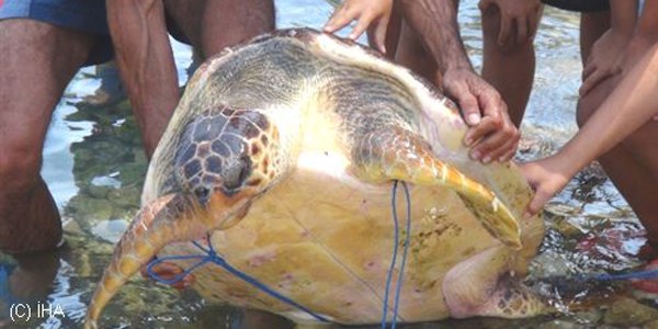 Caretta carettalar denize girenlere saldrd